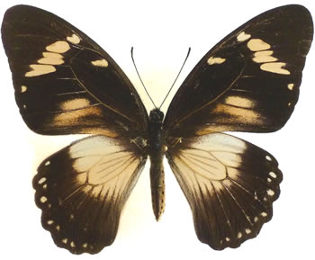 Papilio dardanus 